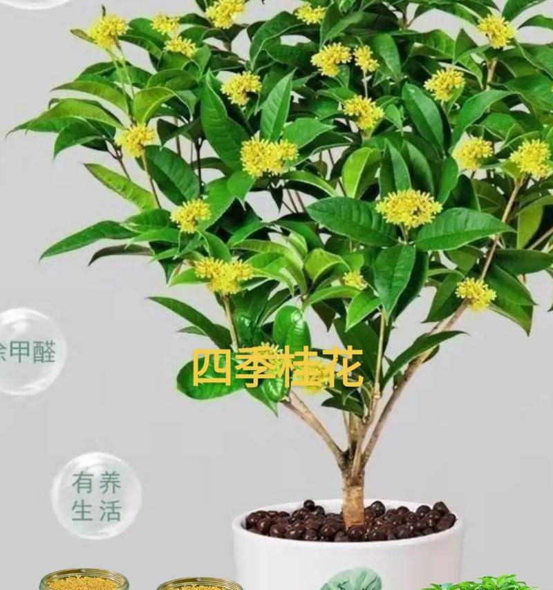 月月桂的养殖要点是什么？