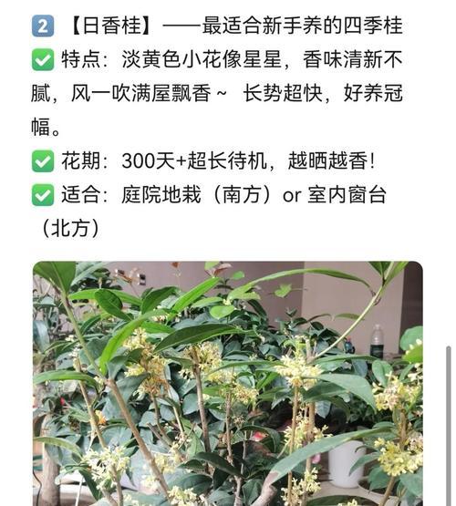 月月桂的养殖要点是什么？