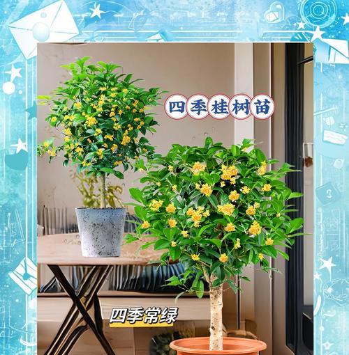 月月桂的养殖要点是什么？