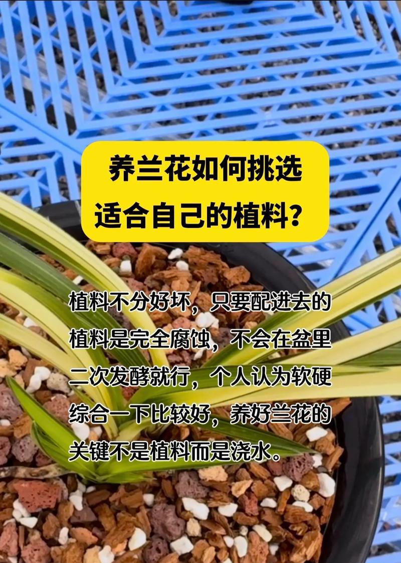 兰花品种及名称有哪些？如何选择适合自己的兰花？