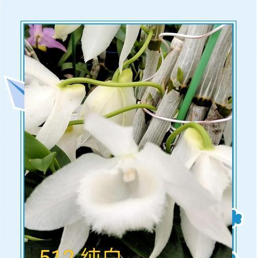 兰花品种及名称有哪些？如何选择适合自己的兰花？