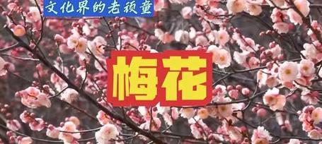 梅花是怎么繁殖的？梅花繁殖的正确方法有哪些？