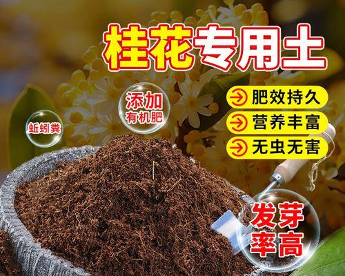 桂花育苗的步骤和技巧？
