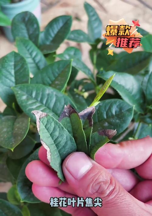 桂花育苗的步骤和技巧？