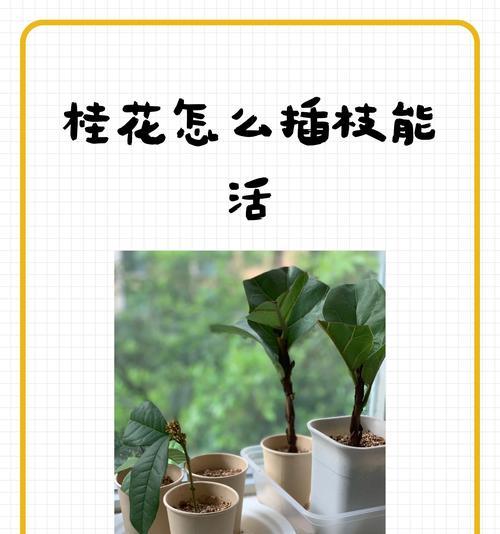 桂花育苗的步骤和技巧？