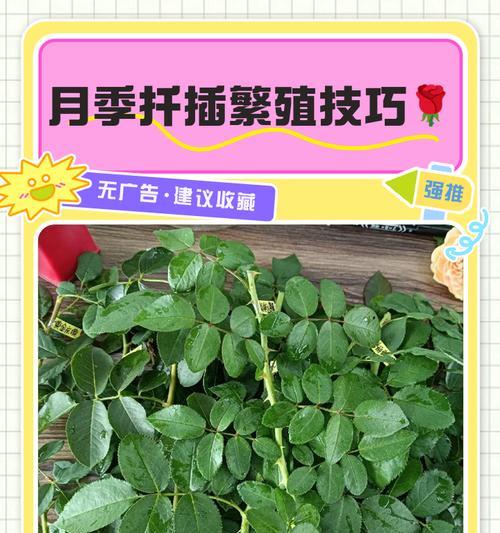 月季花扦插的最佳季节是什么时候？