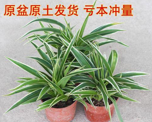水培金边吊兰养殖要点是什么？