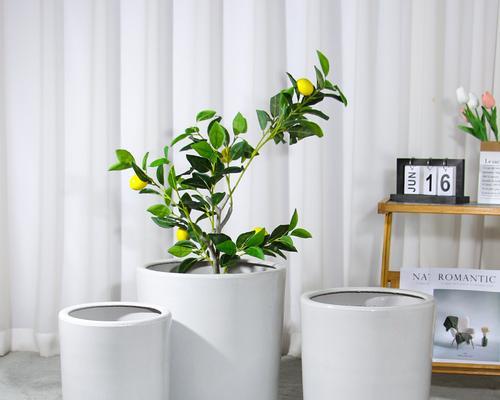 瓷花盆适合种植哪些植物？