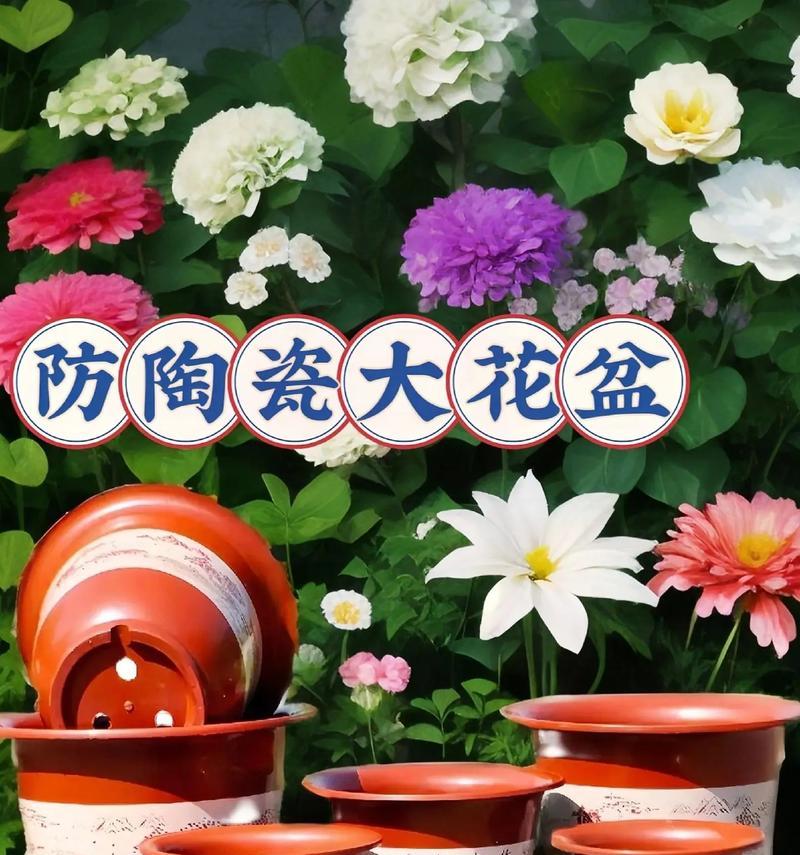 瓷花盆适合种植哪些植物？