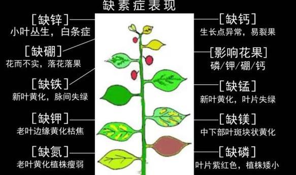 栀子花叶子黄化的原因及处理？