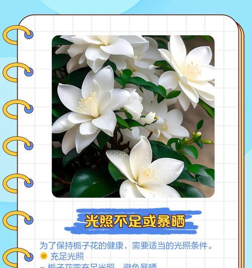 栀子花叶子黄化的原因及处理？