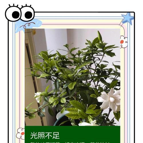 栀子花叶子黄化的原因及处理？