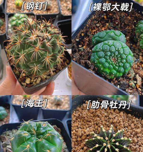 海王球的养殖技巧有哪些？