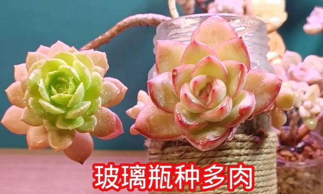 玻璃盆栽的养护技巧有哪些？