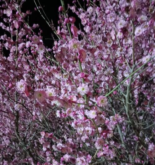 梅花的种植步骤是什么？如何让梅花在冬天开花？