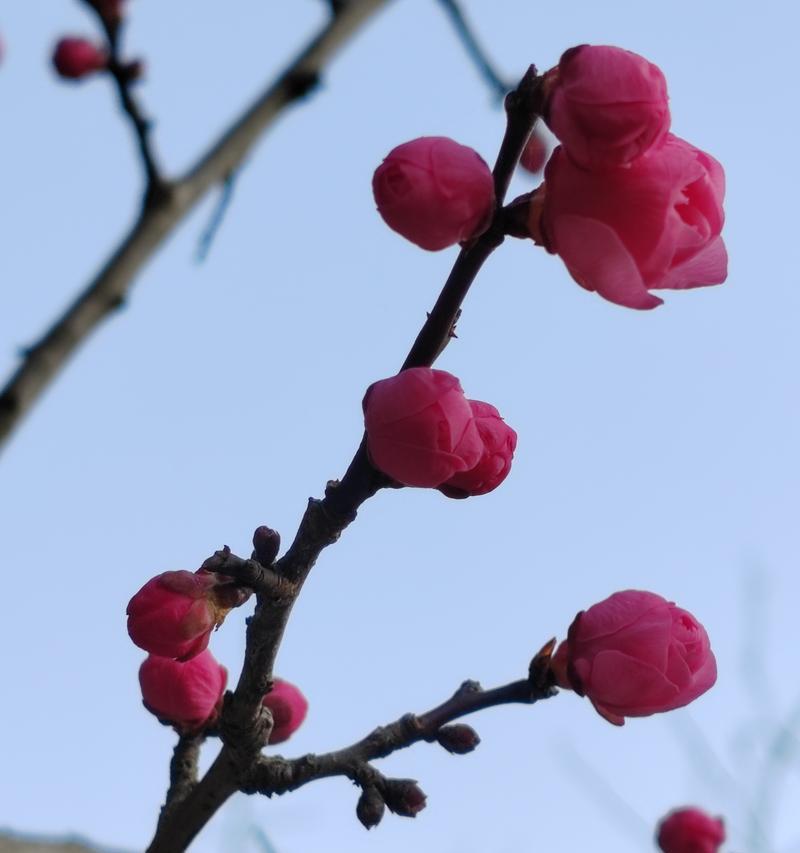 梅花的种植步骤是什么？如何让梅花在冬天开花？
