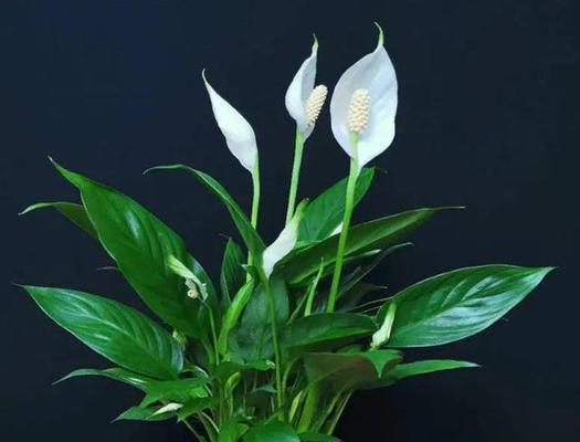 喜欢阴的花卉有哪些？它们的养护方法是什么？