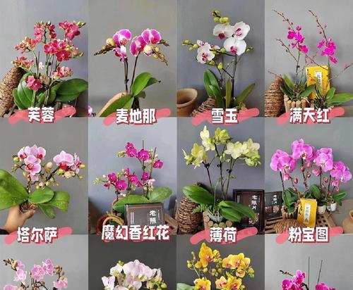 喜欢阴的花卉有哪些？它们的养护方法是什么？