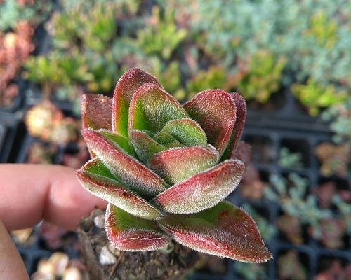 喜欢阴的花卉有哪些？它们的养护方法是什么？