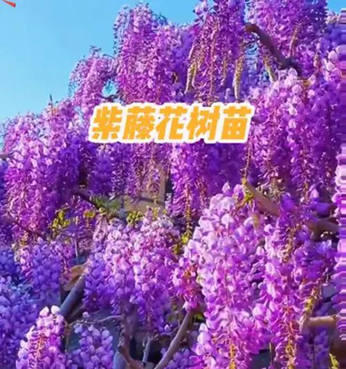 紫藤种植的正确方法是什么？怎样促进其快速生长？