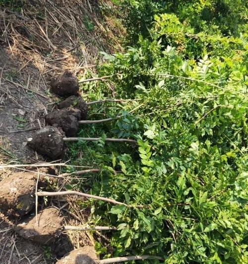 紫藤种植的正确方法是什么？怎样促进其快速生长？