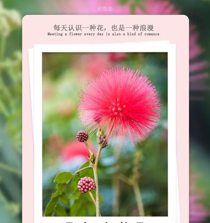 黑兔耳朵的养护要点是什么？怎样才能养出茂盛的黑兔耳朵？