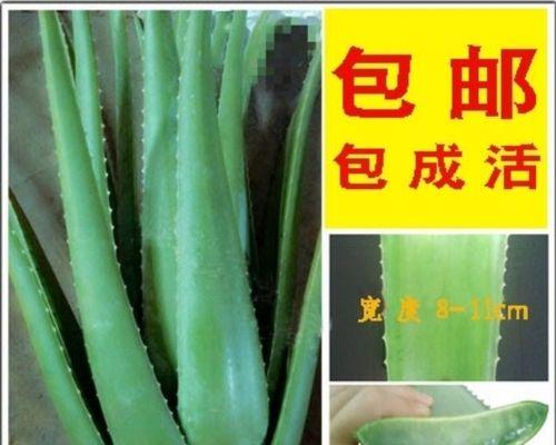 龙舌兰栽种的步骤和注意事项是什么？