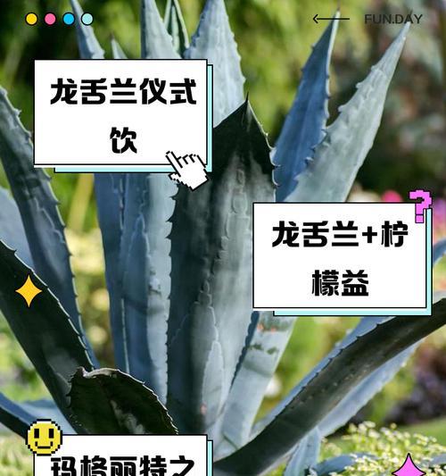 龙舌兰栽种的步骤和注意事项是什么？