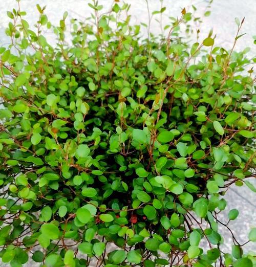 什么植物养不死？有哪些易养且生命力强的植物推荐？