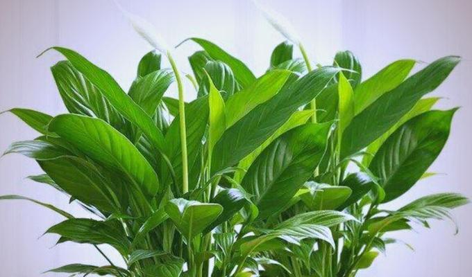 什么植物养不死？有哪些易养且生命力强的植物推荐？