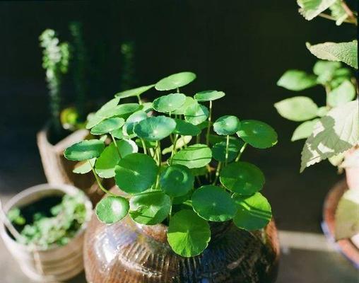 什么植物养不死？有哪些易养且生命力强的植物推荐？