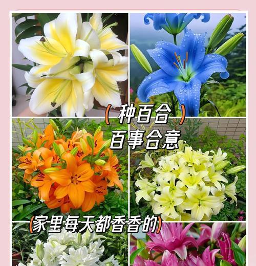 百合什么时候种植最好？百合种植的最佳时间和技巧是什么？