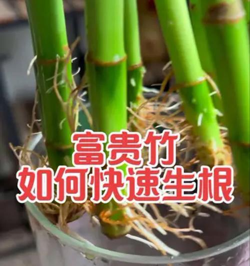 植物快速生根的方法是什么？有哪些促进生根的技巧？