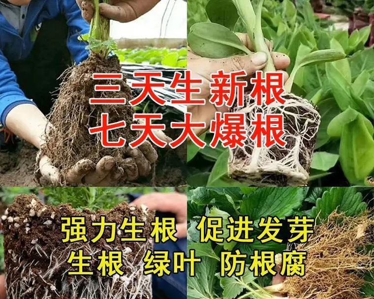 植物快速生根的方法是什么？有哪些促进生根的技巧？