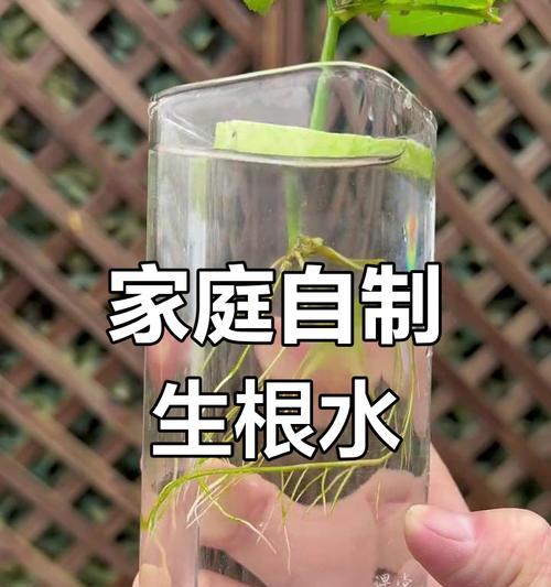植物快速生根的方法是什么？有哪些促进生根的技巧？