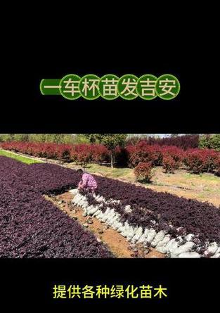 苗木选择的标准是什么？如何挑选出最适合的苗木？
