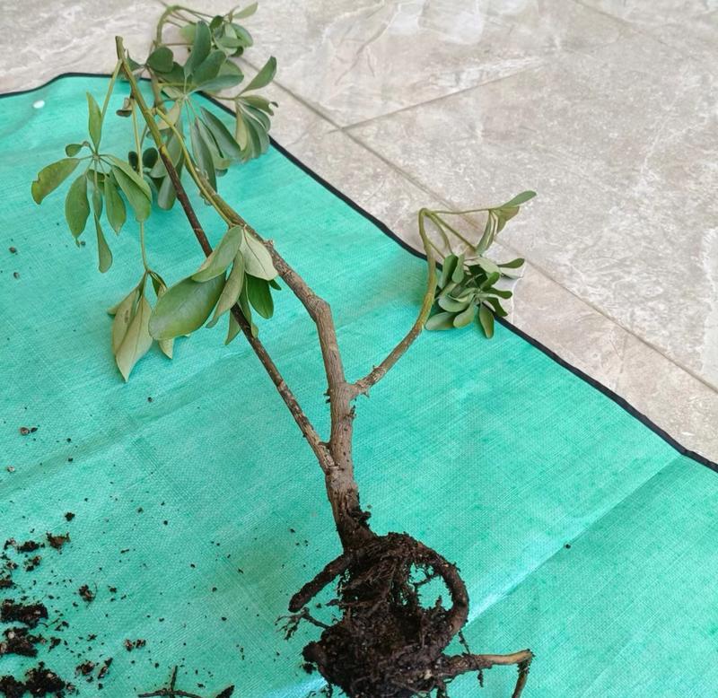 叶黄是什么原因造成的？如何防治植物叶片发黄？