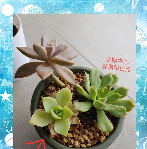 叶黄是什么原因造成的？如何防治植物叶片发黄？