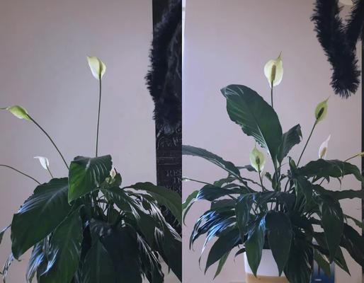 叶黄是什么原因造成的？如何防治植物叶片发黄？