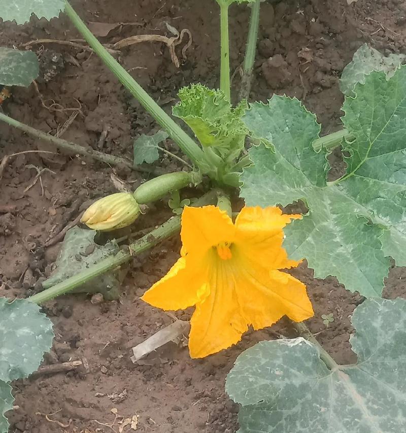 葫芦花的形态特征和种植条件是什么？