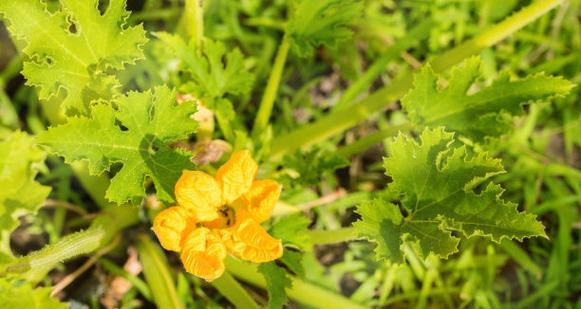 葫芦花的形态特征和种植条件是什么？