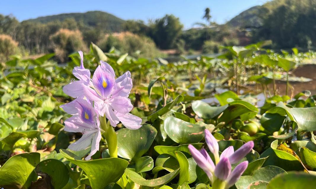 葫芦花的形态特征和种植条件是什么？