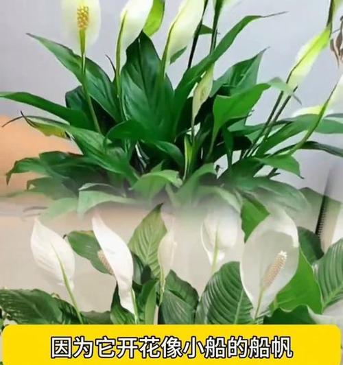 一帆风顺水培方法是什么？如何确保一帆风顺水培成功？