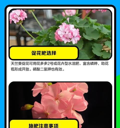 养花时选择哪种肥料最为合适？