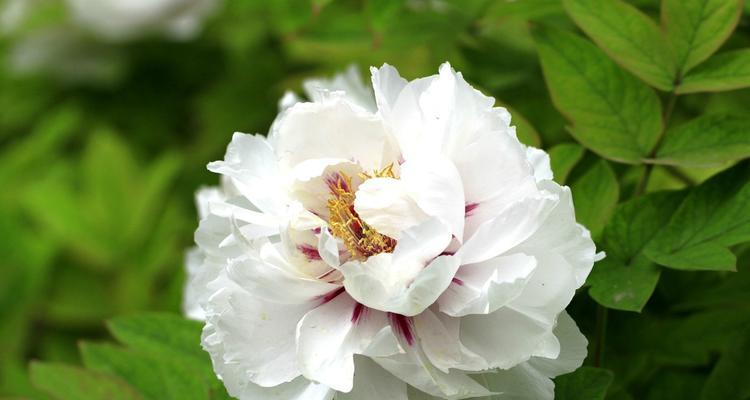 白牡丹花品种有哪些？白牡丹花的养护和繁殖方法是什么？