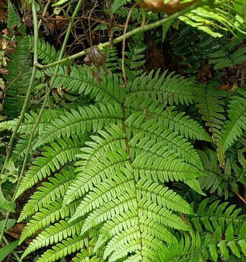 蕨类植物有哪些特点？