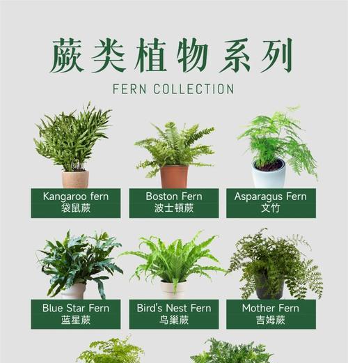 蕨类植物有哪些特点？