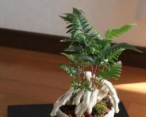 蕨类植物有哪些特点？