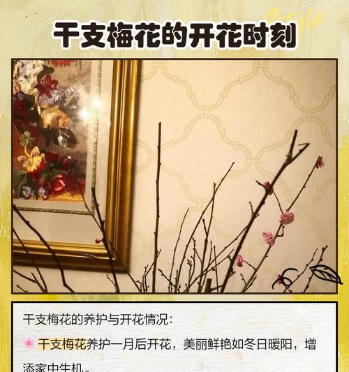 梅花枝条的养护方法是什么？