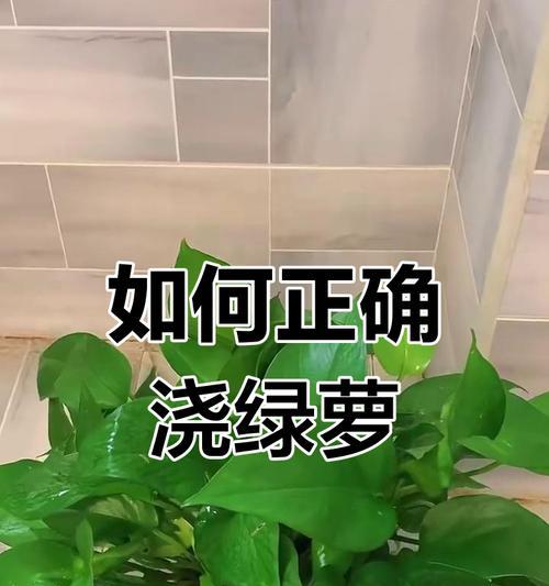 绿萝养殖的正确方法是什么？